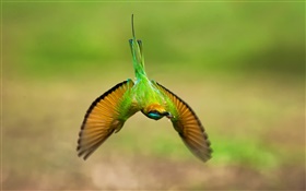 Kolibri flug, flügel HD Hintergrundbilder
