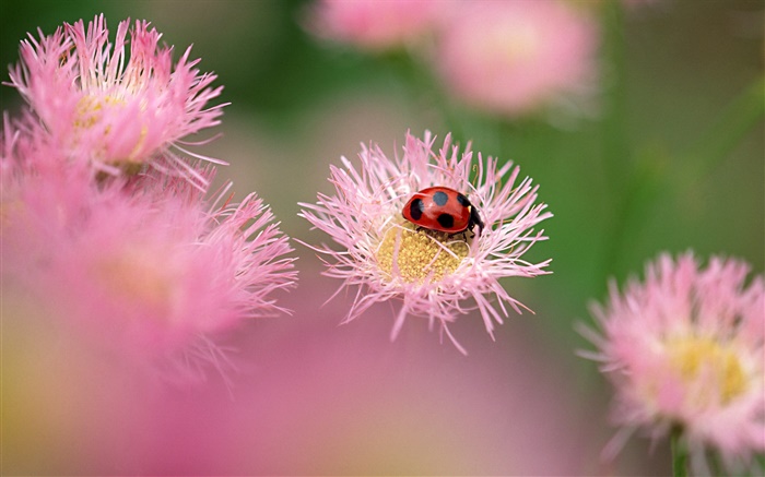 Marienkäfer mit rosa Blumen Hintergrundbilder Bilder