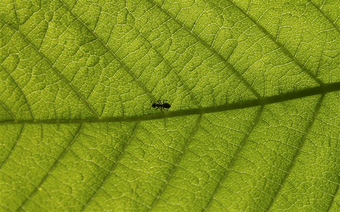 Macro Blätter, Ameisen Hintergrundbilder Bilder