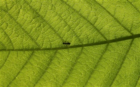 Macro Blätter, Ameisen HD Hintergrundbilder
