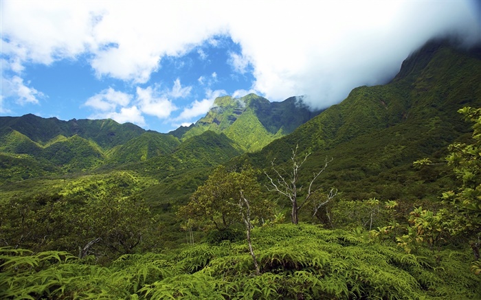 Berge, Täler, Hawaii-Inseln Hintergrundbilder Bilder