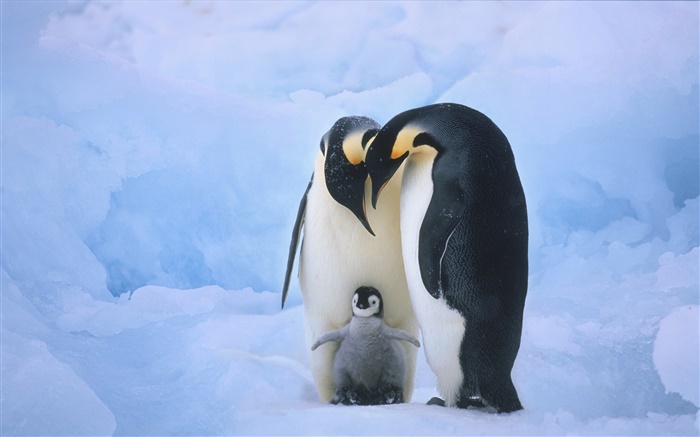Penguins-Familie Hintergrundbilder Bilder