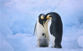 Penguins-Familie HD Hintergrundbilder
