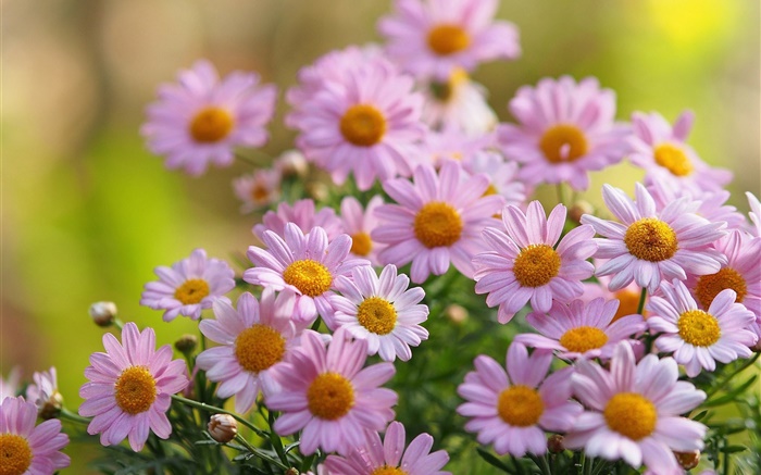 Rosa Kamille Blumen, Blütenblätter, Verwischen Hintergrundbilder Bilder