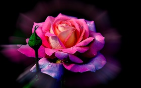 Rosa Blume, Rosenblätter, Knospe, Tau