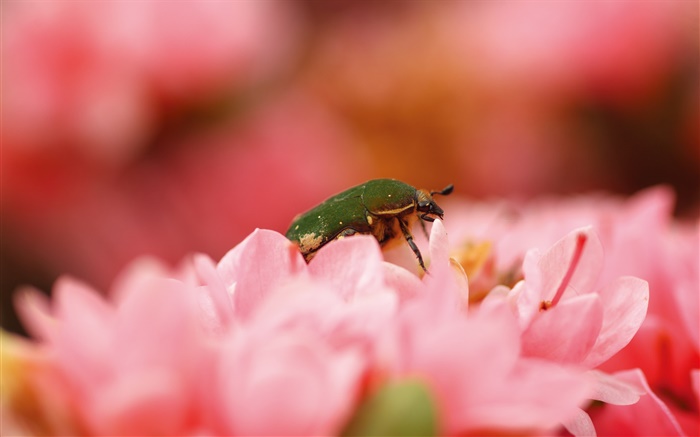 Rosa Blüten, Insekten Hintergrundbilder Bilder