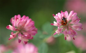 Rosa Blüten, Marienkäfer, Bokeh HD Hintergrundbilder