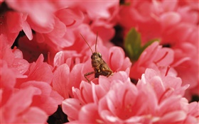 Rosa Blüten, Johannis HD Hintergrundbilder
