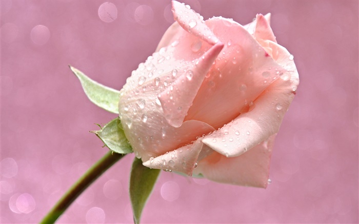 Rosa Rose Blume, Wassertropfen, Tau Hintergrundbilder Bilder