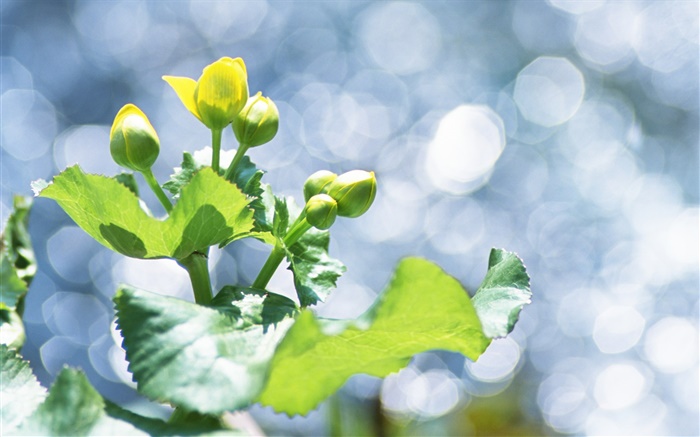 Pflanzen close-up, gelbe Blütenknospen, blend Hintergrundbilder Bilder