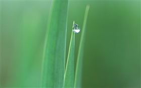 Spitzen Blättern, Gras, Wassertropfen close-up HD Hintergrundbilder