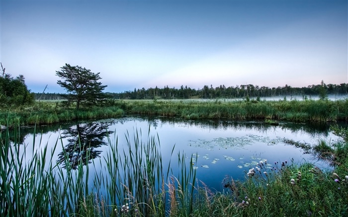 Teich, Bäume, Gras, Wasser Reflexion, Dämmerung Hintergrundbilder Bilder