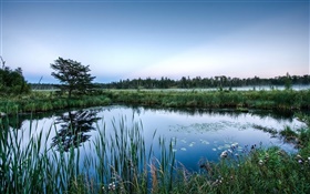 Teich, Bäume, Gras, Wasser Reflexion, Dämmerung HD Hintergrundbilder