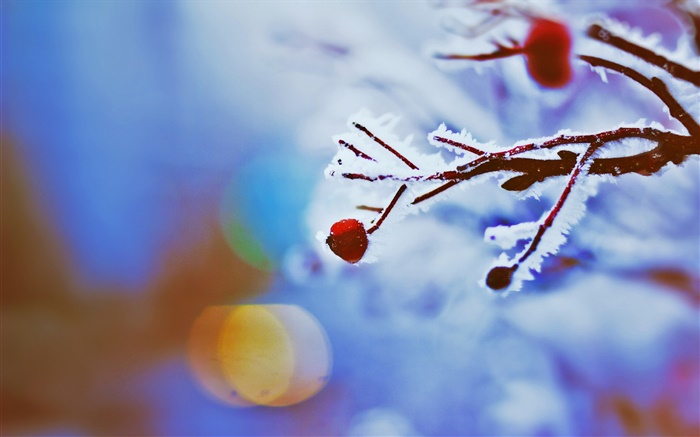 Rote Beeren, Zweige, winter, Bokeh Hintergrundbilder Bilder