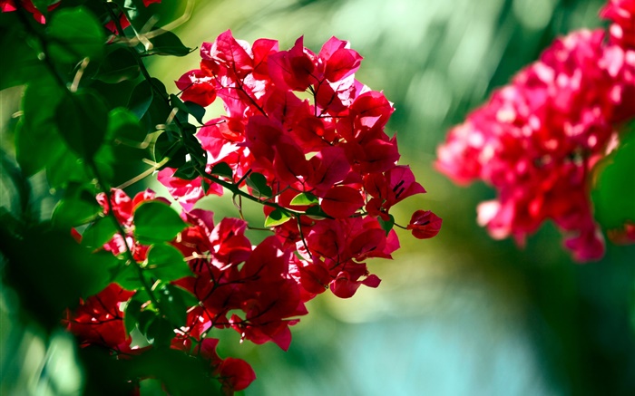 Red Bougainvillea Blumen Hintergrundbilder Bilder