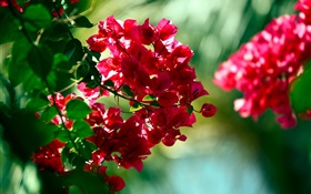 Red Bougainvillea Blumen