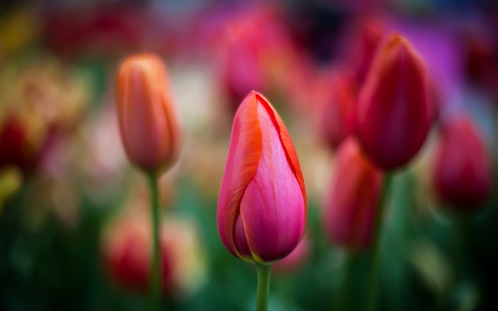 Rote Tulpen close-up, Blumen, Bokeh Hintergrundbilder Bilder