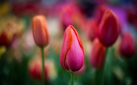 Rote Tulpen close-up, Blumen, Bokeh HD Hintergrundbilder