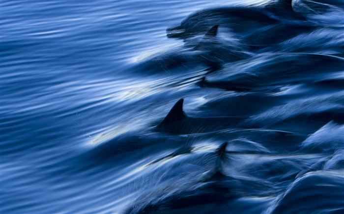 Meer, Delfine, Geschwindigkeit, wasser, spritzen Hintergrundbilder Bilder