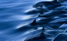 Meer, Delfine, Geschwindigkeit, wasser, spritzen HD Hintergrundbilder