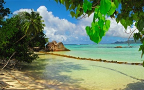 Seychellen-Insel, Meer, Strand, Pflanzen, Blätter HD Hintergrundbilder