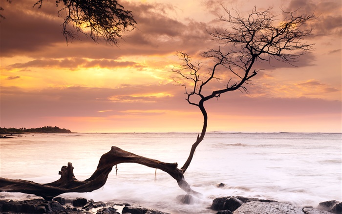Einzelner Baum, Sonnenuntergang, Meer, roten Himmel, Hawaii, USA Hintergrundbilder Bilder