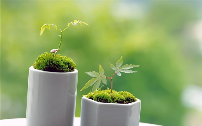 Kleine grüne Bonsai, Frühling, sprießen Hintergrundbilder Bilder