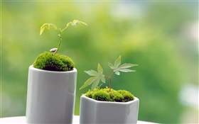 Kleine grüne Bonsai, Frühling, sprießen HD Hintergrundbilder