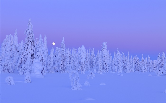 Schneebedeckte Bäume, Winter, Nacht, Mond, Provinz Oulu, Finnland Hintergrundbilder Bilder