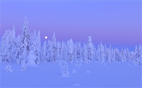 Schneebedeckte Bäume, Winter, Nacht, Mond, Provinz Oulu, Finnland HD Hintergrundbilder
