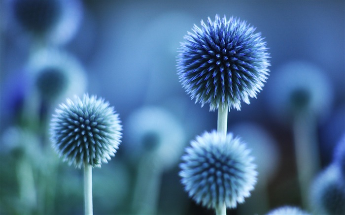 Kugelförmige Blüten, blauer Stil Hintergrundbilder Bilder