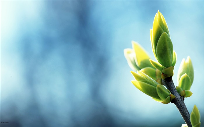 Frühjahr Knospen close-up, Zweige, blauer Hintergrund Hintergrundbilder Bilder