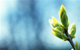 Frühjahr Knospen close-up, Zweige, blauer Hintergrund HD Hintergrundbilder