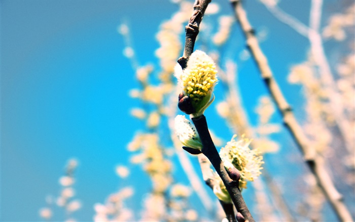 Frühling, Pflanze, Zweige, Knospen Hintergrundbilder Bilder