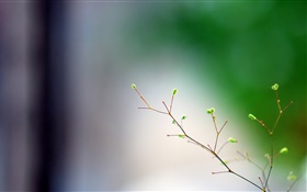 Frühling, Zweige, Knospen, Bokeh HD Hintergrundbilder