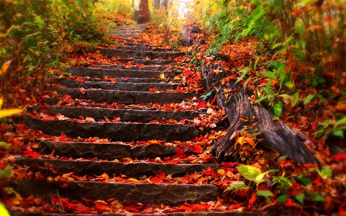 Steintreppen, rote Blätter, Herbst Hintergrundbilder Bilder