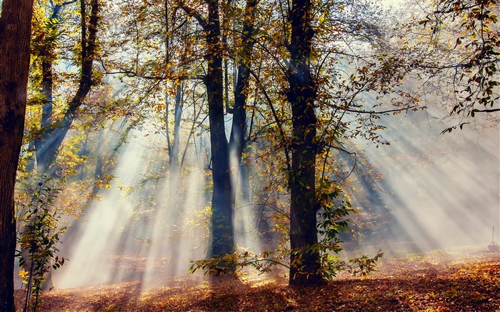 Sun-Strahlen, Wald, Bäume, Herbst Hintergrundbilder Bilder