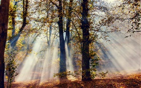 Sun-Strahlen, Wald, Bäume, Herbst HD Hintergrundbilder