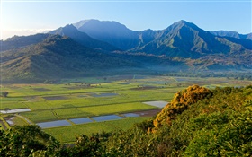 Taro Feldern, Hanalei Valley, Kauai, Hawaii HD Hintergrundbilder