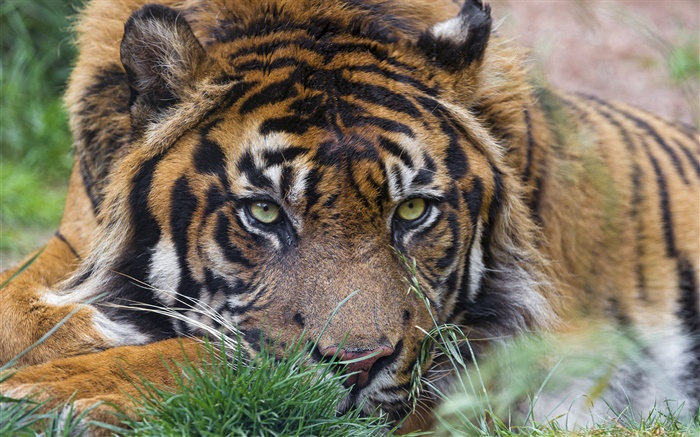 tiger, Gesicht, Augen, Gras Hintergrundbilder Bilder