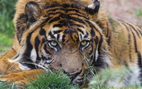 tiger, Gesicht, Augen, Gras HD Hintergrundbilder