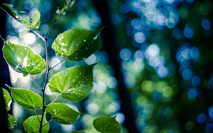 Baum-Zweig, grüne Blätter, Makro, Bokeh Hintergrundbilder Bilder