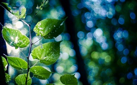 Baum-Zweig, grüne Blätter, Makro, Bokeh HD Hintergrundbilder