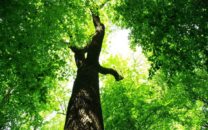 Baum, grüne Blätter, Sonnenstrahlen Hintergrundbilder Bilder