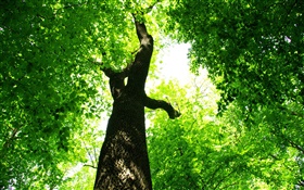 Baum, grüne Blätter, Sonnenstrahlen HD Hintergrundbilder