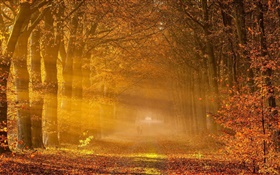 Bäume, Blätter rot, Straße, Menschen, Sonne, Herbst HD Hintergrundbilder
