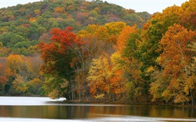 Bäume, Fluss, Herbst