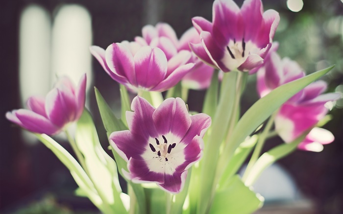 Tulpe Blumen, Blütenblätter, Blendung, Bokeh Hintergrundbilder Bilder
