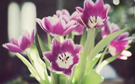 Tulpe Blumen, Blütenblätter, Blendung, Bokeh HD Hintergrundbilder