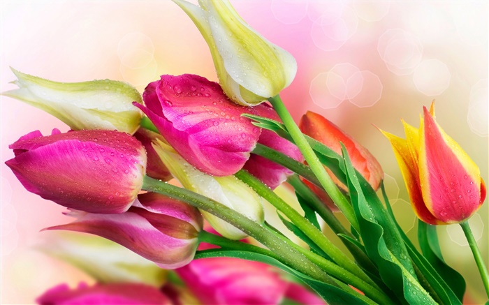 Tulpen Blumen, Wassertropfen Hintergrundbilder Bilder